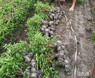 高度40厘米溲疏