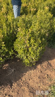 冠幅60厘米小叶黄杨球