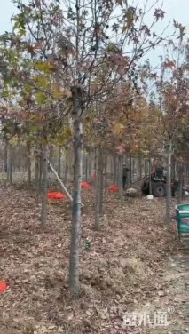 11公分北美枫香