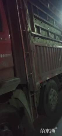 高度15厘米紫花地丁