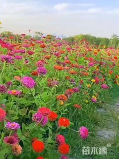 富裕明太阳花种子