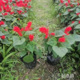 高度15厘米一串红