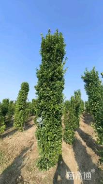 高度230厘米大叶黄杨柱