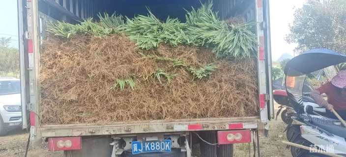 高度40厘米山管兰