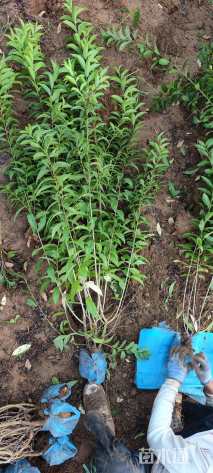 高度60厘米郁李