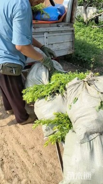 高度60厘米喷雪花