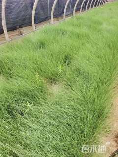 高度40厘米粉黛乱子草