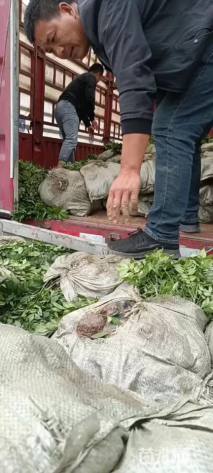 高度25厘米火焰卫矛