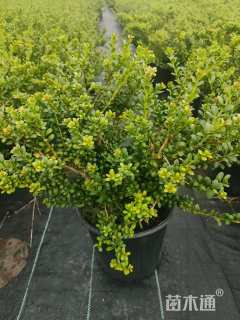 高度40厘米龟甲冬青