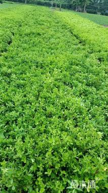 高度40厘米小叶黄杨