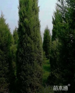 高度250厘米塔柏