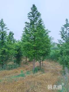 14公分大叶女贞