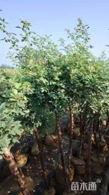 高度130厘米月季