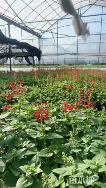 高度30厘米鼠尾草