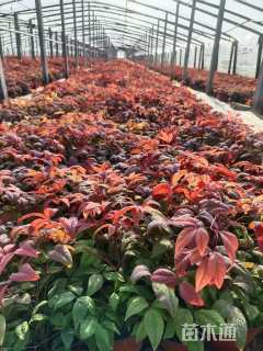 高度20厘米火焰南天竹