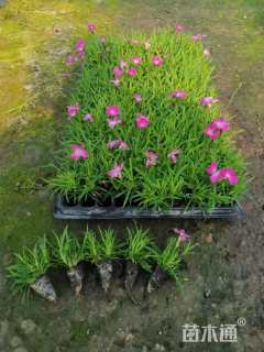 高度50厘米柳枝稷