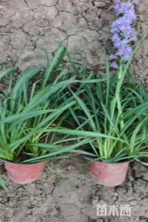 高度20厘米蛇鞭菊