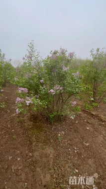 高度250厘米丛生紫丁香