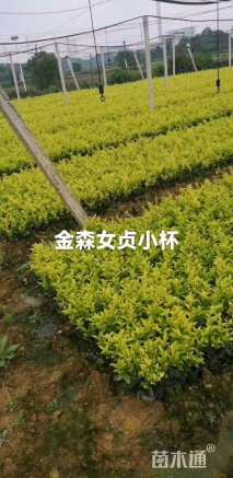 高度25厘米金森女贞