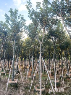 8公分黄花风铃木