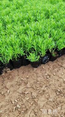 高度15厘米佛甲草