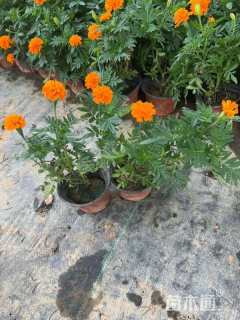 高度15厘米孔雀草