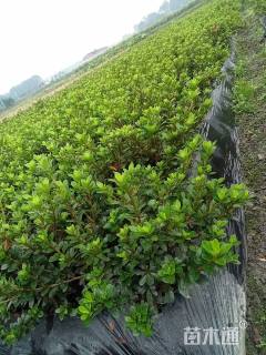 高度50厘米夏鹃球