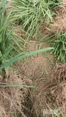 高度20厘米中叶麦冬