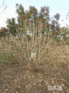 高度200厘米木芙蓉