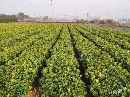 高度40厘米海桐