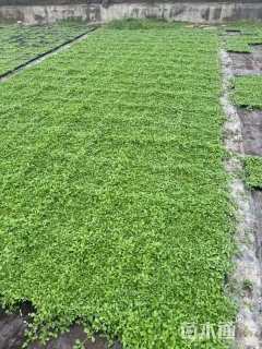 高度3厘米姬岩垂草