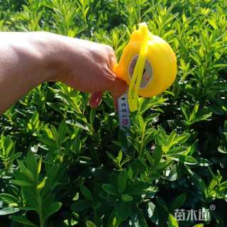 高度30厘米毛鹃