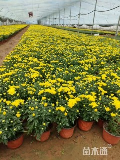 高度15厘米国庆菊