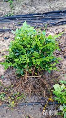 高度40厘米阔叶十大功劳