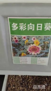 种子向日葵种子