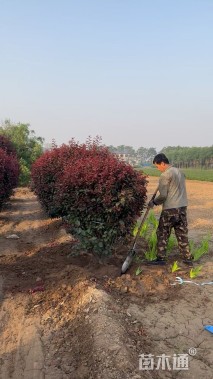 高度120厘米红叶李球
