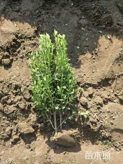 高度60厘米高山黄杨