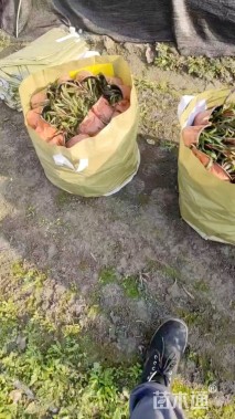 高度20厘米千鸟花