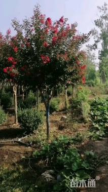10公分红火箭紫薇