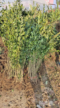 高度50厘米水蜡