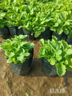 高度15厘米毛地黄