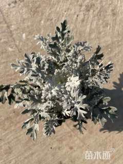 高度20厘米银叶菊