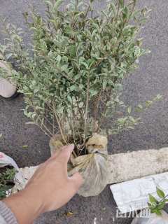 高度30厘米银姬小蜡