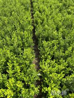 高度30厘米小叶黄杨