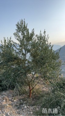 1公分油橄榄