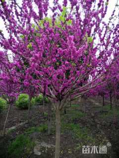 高度250厘米紫荆