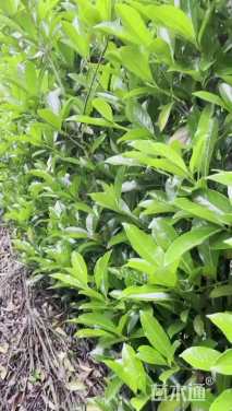 高度110厘米法国冬青