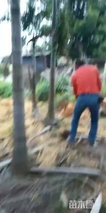 裸干高300厘米狐尾椰