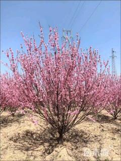 高度250厘米丛生榆叶梅