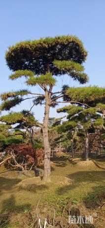 15公分造型油松